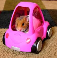 2 differentiated worksheets (1 easy and 1 more challenging) … both based on the fact sheet provided. How To Travel With A Hamster Pethelpful