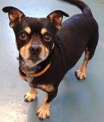 Adopt Hudson On Petfinder Animals Chihuahua Mix Humane Society