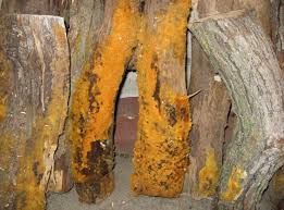 Basement mold and mildew the problem with mold. Orange Mold Facts Its Danger And How To Get Rid Of It