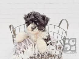 Don't forget to follow us on twitter @morkie_puppies check it out for adorable #morkies. Shih Poo Puppies Michigan Petland Novi