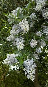 Check spelling or type a new query. Oregon Mist Ceanothus White Gardens Flowering Trees White Flowers