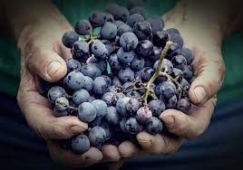 Una alimentación rica en polifenoles es un valor añadido para la prevención  de enfermedades crónicas