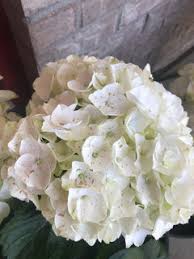 Pink and blue hydrangeas most commonly turn green. Hydrangea Flowers Turning Brown