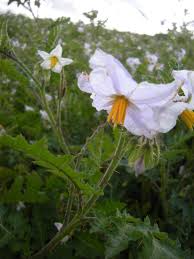 Image result for Solanum