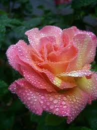 Raindrops on Roses | Chayo Ceramics