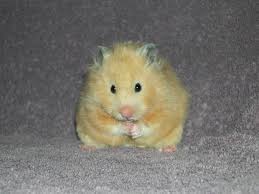 Teddy bear hamsters are part of the syrian breed of hamsters. Hamsters Small Angels Rescue Inc