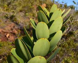 Image result for Agathis