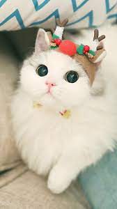 Merry Christmas Cute Baby Cats Cute Cats Cute Cats Photos