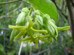 Image result for Riocreuxia torulosa