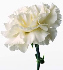 And is considered the author's most famous and personal work. Flower Symbolism In Tokyo Ghoul Anime Amino