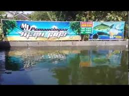 Pemancingan Maju Jaya Ngaliyan Semarang Bringin Kulon Youtube