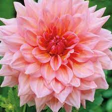 They will grow to a height of 125cm. Schmuckdahlie Otto S Thrill Dahlia Hybride Gunstig Online Kaufen Beim Gartenmonch Gartenmonch