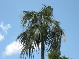 Image result for Coccothrinax