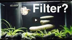 Find the best betta fish tank here! 2021 S Best Betta Filter You Won T Believe Our 1 Top Pick Reviews