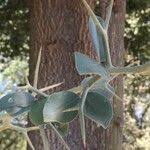 Image result for Balanites maughamii