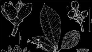 Image result for Vepris