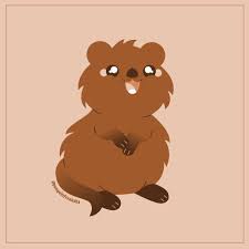 Quokka Quokka Kawaii Doodles Bunny Drawing