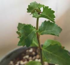Image result for Commiphora kua