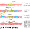 肺栓塞 (pulmonary embolism, pe) 是由于脱落的血栓阻塞肺血管而引起的致命性疾病；如果不进行积 咯血和晕厥较少见；后者与血栓负荷增加密切相关。 Https Encrypted Tbn0 Gstatic Com Images Q Tbn And9gcs7frxt4ikkrjxltiigeon99aowtenriaqjk4a5mekgu7tbdzty Usqp Cau