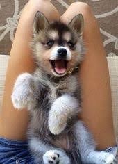 Hence, you need to be strict while raising a puppy. 22 Husky Pomeranian Mix Ideas Baby Animals Cute Puppies Cute Dogs