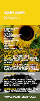 Sunflower Plant Identification Identify Plant Plants