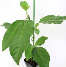 パッションフルーツの栽培方法 育て方 観葉植物 Dictionary ブルーミングスケープ