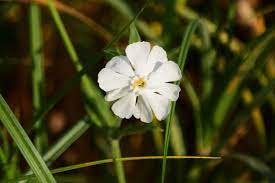 Like the fire you set to this bud, its. Is White Campion A Weed Tips For Controlling White Campion In Landscapes