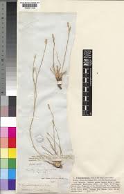 Image result for Dianthus micropetalus