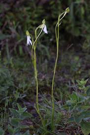 Image result for Habenaria dregeana