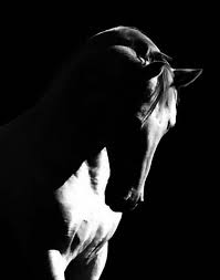 Black And White Photos Of Animals In Shadows Gorgeous Contrast In This Black And White Photo Lipizzan Stallion Horses Beautiful Horses Pretty Horses