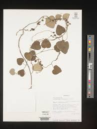 Image result for Cissampelos mucronata