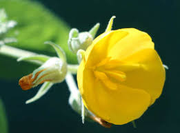 Image result for Vigna oblongifolia