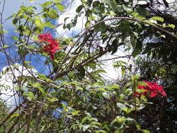 Image result for Otiophora lebruniana