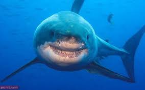 صور سمك القرش المفترسة معلومات عن سمك القرش Great White Shark Big Shark Shark
