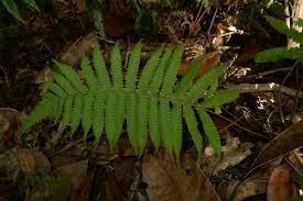 Image result for Christella parasitica