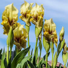 Image result for Disperis reichenbachiana