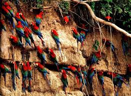 In case of the region, provinces and urban (main) localities, the tabulated results of the 2017 census are adjusted for underenumeration. Madre De Dios Peru Guacamayos En Tambopata Beautiful Birds Pet Birds Colorful Birds