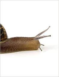 Snails are invertebrates, more closely related to clams or octopuses. Snail Slime Slug Snails Slimy Slippery Slithery Pest Reptile Animal Insect Notebook Large Size 8 5 X 11 Ruled 150 Pages Softcover For Home School Composition Book School Exercise Book College Wild