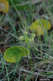 Image result for Hydrocotyle bonariensis