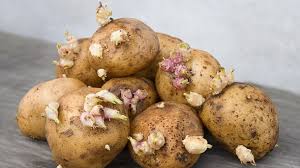 Keimende Kartoffeln Kann Man Sie Noch Essen