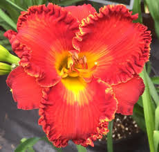 The power to release solar energy/substances on a specific target area. Daylily Hemerocallis Spacecoast Solar Flare In The Daylilies Database Garden Org