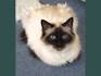 Birman For Sale in United States - Hoobly Classifieds