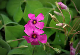 Image result for Oxalis latifolia