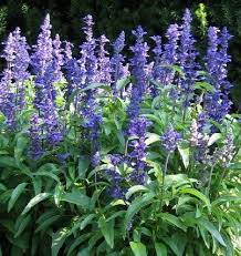 Salvia Sage Seeds Victoria Blue Salvia Farinacea Beautiful Color Easy Care Salvia Plants Purple Salvia Salvia