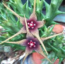 Image result for Orbea carnosa
