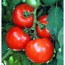 It will produce under a broad range of conditions and is widely adaptable as a bush, cage, or short stake tomato. Pin On Products