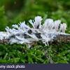 Tremella fuciformis aka snow fungus, silver ear, snow ear, & white jelly mushroom is an edible mushroom native to china with medicinal tremella fuciformis identification and description. Https Encrypted Tbn0 Gstatic Com Images Q Tbn And9gctdkexsulkmk Xw1639kwus D5aqb3zwlgf8hd9i4p5ajfu1iky Usqp Cau