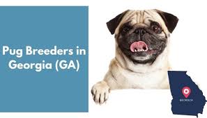 The breed has a fine, glossy coat that comes in a variety of colours, most often light brown. 12 Pug Breeders In Georgia Ga Pug Puppies For Sale Animalfate