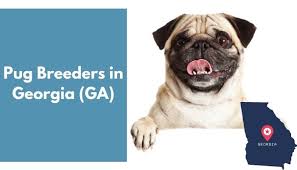 French bulldog puppies for sale atlanta, ga in 2020 from www.pinterest.com. 12 Pug Breeders In Georgia Ga Pug Puppies For Sale Animalfate