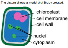 Maybe you would like to learn more about one of these? Print Quiz Plant Vs Animal Cells Practice Quiz